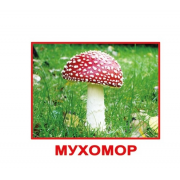Карточки по лексической теме "Грибы" 